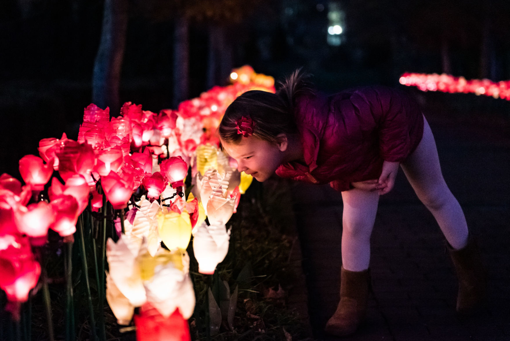 Ciener Garden Tulip Holiday Blooms Light Display